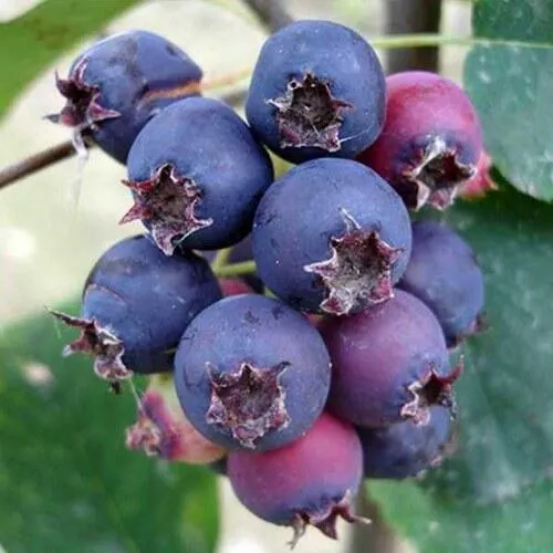 Ирга SLEYT  Ирга SLEYT в Туле