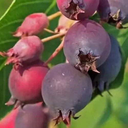 Ирга MANDAN  Ирга MANDAN в Туле