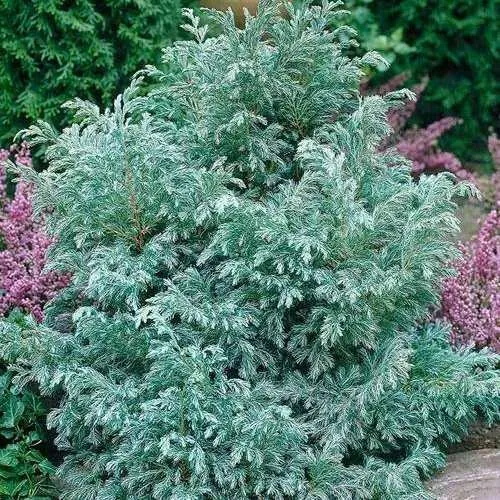 Кипарисовик БУЛЕВАРД горохоплодный  Кипарисовик БУЛЕВАРД горохоплодный в Туле