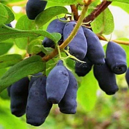 Жимолость съедобная МОСКОВСКАЯ в Туле