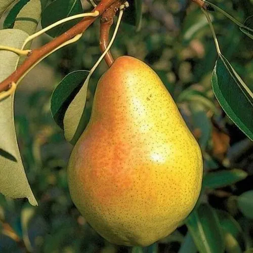 Груша ВЕЛЕСА  Груша ВЕЛЕСА в Туле