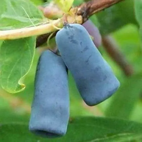 Жимолость съедобная ЗИНРИ в Туле