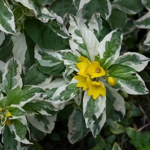 Вербейник АЛЕКСАНДР точечный  Вербейник АЛЕКСАНДР точечный в Туле