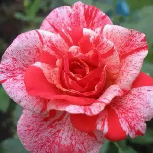 Саженцы роз ФИЛАТЕЛИЯ чайно-гибридная  Саженцы роз ФИЛАТЕЛИЯ чайно-гибридная в Туле