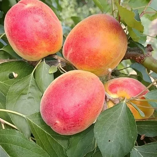 Абрикос ОСОБЕННЫЙ ДЕНИСЮКА  Абрикос ОСОБЕННЫЙ ДЕНИСЮКА в Туле