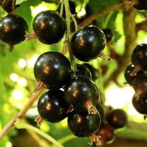 Смородина чёрная НАРА в Туле