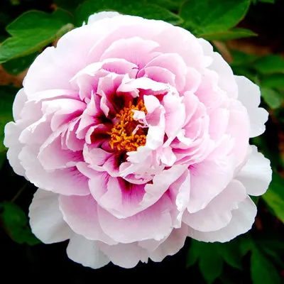 Пион ПЕРСИК ПОД СНЕГОМ древовидный в Туле