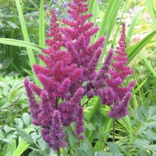 Астильба КАРАОКЕ ПАРТИ китайская  Астильба КАРАОКЕ ПАРТИ китайская в Туле