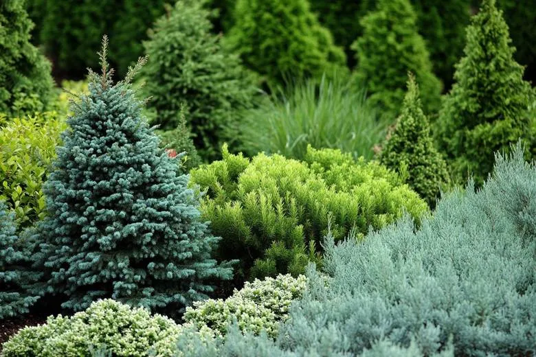 Ассортимент пополнился свежими саженцами хвойных культур. Подберите растения, которые будут украшать участок весь год.