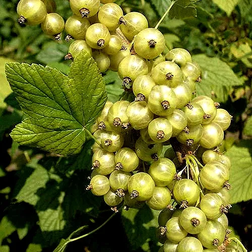Смородина зеленоплодная СНЕЖНАЯ КОРОЛЕВА  Смородина зеленоплодная СНЕЖНАЯ КОРОЛЕВА в Туле
