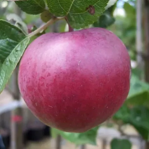 Яблоня НОРИС  Яблоня НОРИС в Туле