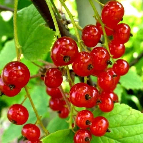 Смородина красная КОРАЛЛОВАЯ  Смородина красная КОРАЛЛОВАЯ в Туле