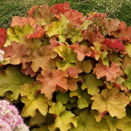 Гейхера БИГ ТОП БРОНЗ  Гейхера БИГ ТОП БРОНЗ в Туле