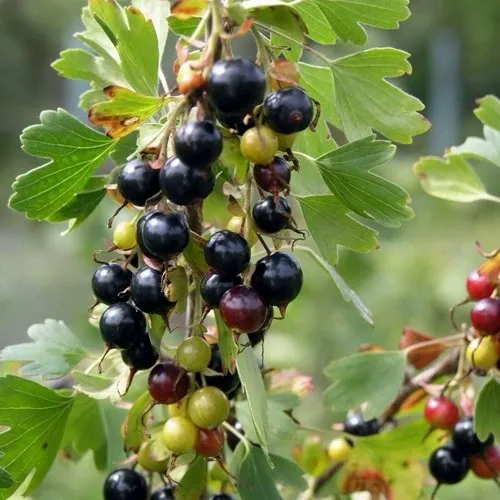 Смородина золотистая ПЛОТНОМЯСАЯ  Смородина золотистая ПЛОТНОМЯСАЯ в Туле