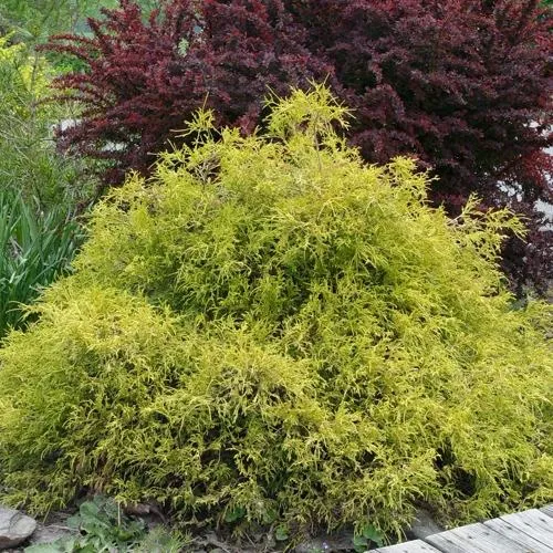 Кипарисовик ГОЛДЕН МОП горохоплодный  Кипарисовик ГОЛДЕН МОП горохоплодный в Туле