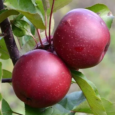 Красномясая в Туле