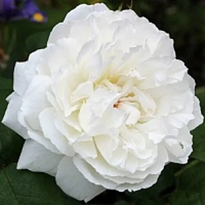 Саженцы роз ВИНЧЕСТЕР КАФЕДРАЛ английская  Саженцы роз ВИНЧЕСТЕР КАФЕДРАЛ английская в Туле