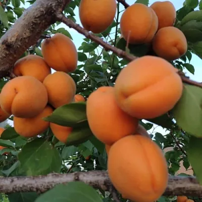 Абрикос ГОЛД РИЧ  Абрикос ГОЛД РИЧ в Туле