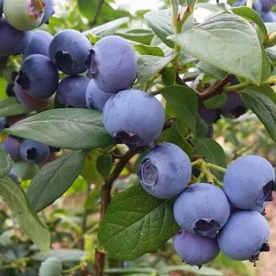 Голубика БЛЮГОЛД в Туле