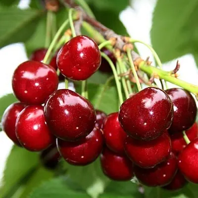 Черешня МИНЧАНКА  Черешня МИНЧАНКА в Туле