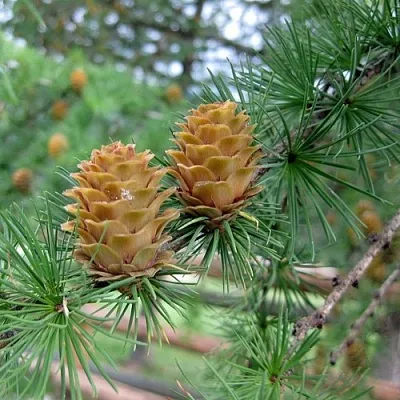 Лиственница КЕМПФЕРА  Лиственница КЕМПФЕРА в Туле