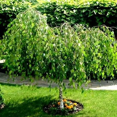 Береза в Туле