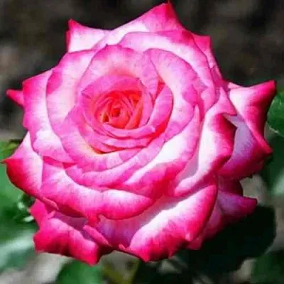 Саженцы роз АРИФА флорибунда  Саженцы роз АРИФА флорибунда в Туле