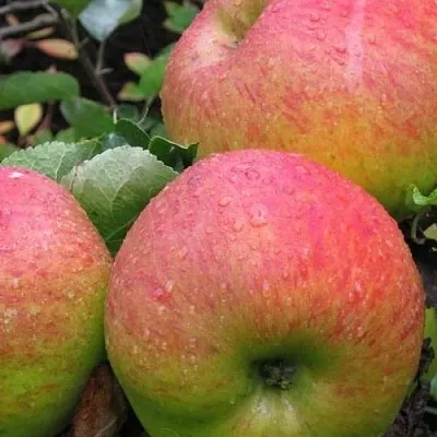 Яблоня ЯБЛОЧНЫЙ СПАС  Яблоня ЯБЛОЧНЫЙ СПАС в Туле