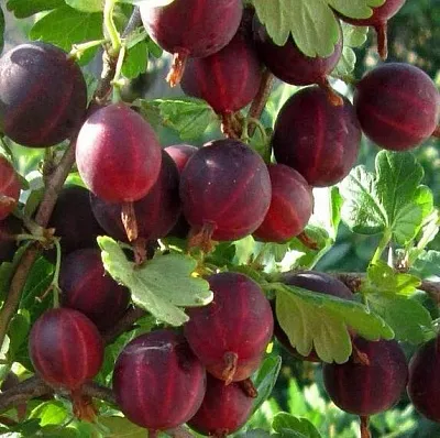 Крыжовник ХИННОМАКИ РОТ  Крыжовник ХИННОМАКИ РОТ в Туле