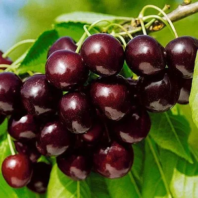 Черешня ВИТЯЗЬ  Черешня ВИТЯЗЬ в Туле