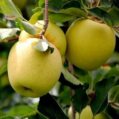 Яблоня ГОЛДЕН ВЛАДИМИРСКИЙ  Яблоня ГОЛДЕН ВЛАДИМИРСКИЙ в Туле