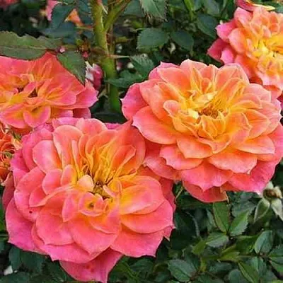 Саженцы роз МАНДАРИН миниатюрная  Саженцы роз МАНДАРИН миниатюрная в Туле