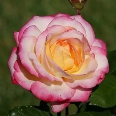 Саженцы роз ЛАМИНУЭТ флорибунда  Саженцы роз ЛАМИНУЭТ флорибунда в Туле