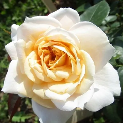 Саженцы роз ЛИОНС РОУЗ флорибунда  Саженцы роз ЛИОНС РОУЗ флорибунда в Туле