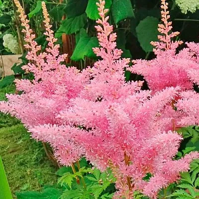 Астильба ЭДЕНС ОДИССЕЙ Арендса  Астильба ЭДЕНС ОДИССЕЙ Арендса в Туле