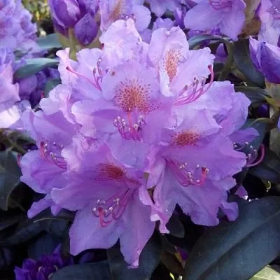 Рододендрон в Туле