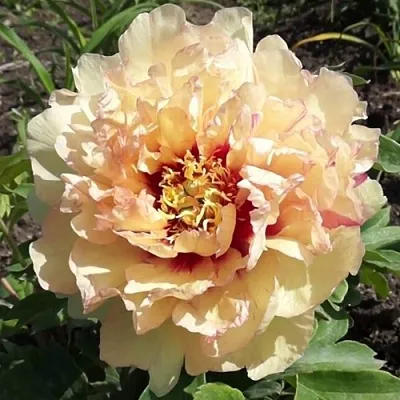 Пион КЕНАРИ БРИЛЛИАНТС ито-гибрид  Пион КЕНАРИ БРИЛЛИАНТС ито-гибрид в Туле