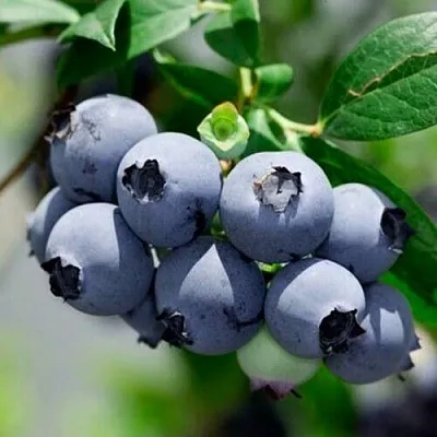 Голубика СИЕРРА в Туле