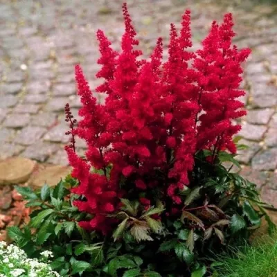 Астильба ГЛАТ Арендса — описание сорта Астильба ГЛАТ Арендса в Туле