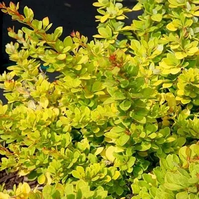 Барбарис СЕНСЕЙШЕН тунберга в Туле