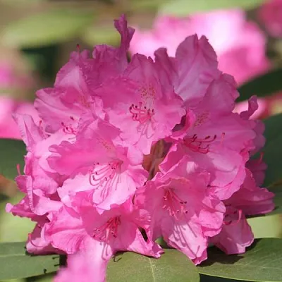 Рододендрон ЛУМИНА  Рододендрон ЛУМИНА в Туле