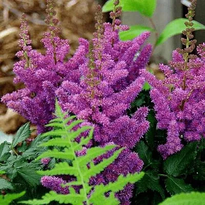 Астильба БЛЭК ЭНД БЛУ китайская  Астильба БЛЭК ЭНД БЛУ китайская в Туле