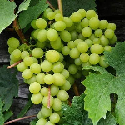 Виноград АЛЕШЕНЬКИН в Туле