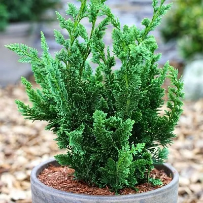 Кипарисовик ВИСЕЛЛИ лавсона  Кипарисовик ВИСЕЛЛИ лавсона в Туле