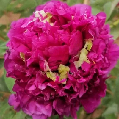 Пион ПОЛЕТ ЛАСТОЧКИ древовидный в Туле