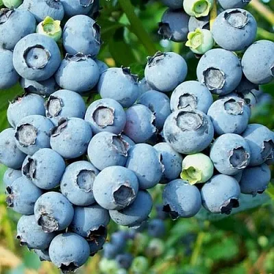 Голубика ПУРУ в Туле