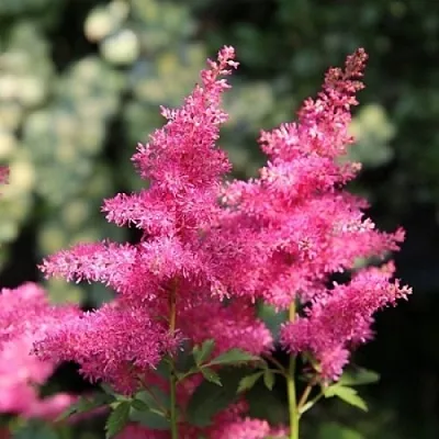 Астильба САННИ ДЕЙ гибридная  Астильба САННИ ДЕЙ гибридная в Туле