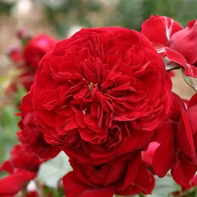 Саженцы роз КРАСНАЯ ШАПОЧКА флорибунда  Саженцы роз КРАСНАЯ ШАПОЧКА флорибунда в Туле