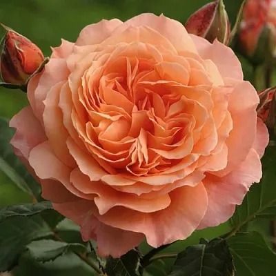 Саженцы роз БЕЛЬВЕДЕР шраб  Саженцы роз БЕЛЬВЕДЕР шраб в Туле