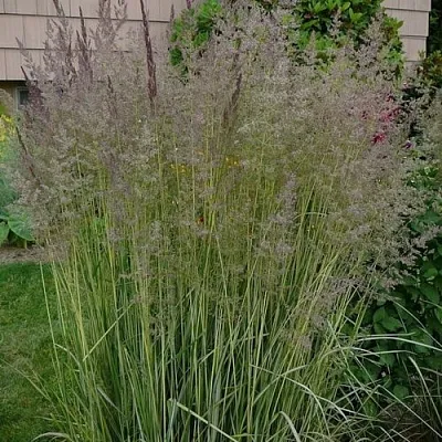 Вейник АВАЛАНШ остроцветковый  Вейник АВАЛАНШ остроцветковый в Туле